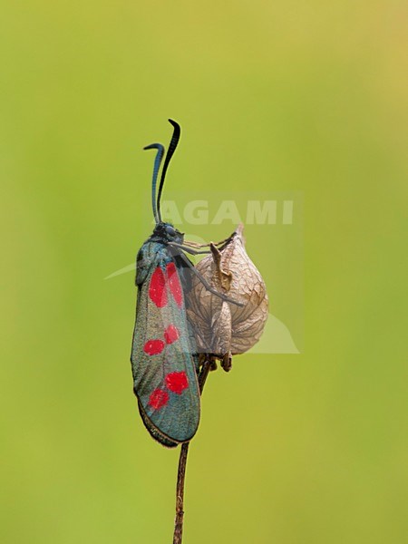 Rustende Sint Jansvlinder; Resting Six-spot burnet; stock-image by Agami/Walter Soestbergen,