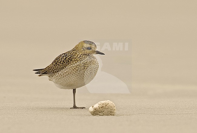 European Golden Plover (Pluvialis apricaria) standing on one leg on the beach of Helgoland in Germany. stock-image by Agami/Marc Guyt,