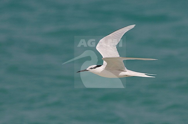Volwassen Zwartnekstern in de vlucht, Adult Black-naped Tern in flight stock-image by Agami/David Monticelli,
