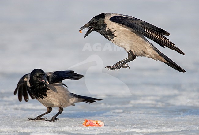Bonte Kraai foeragerend in de winter; Hooded Crow foraging in winter stock-image by Agami/Markus Varesvuo,