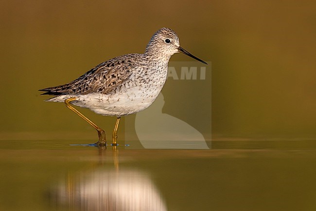 Marsh Sandpiper (Tringa stagnatilis) in Italy. stock-image by Agami/Daniele Occhiato,