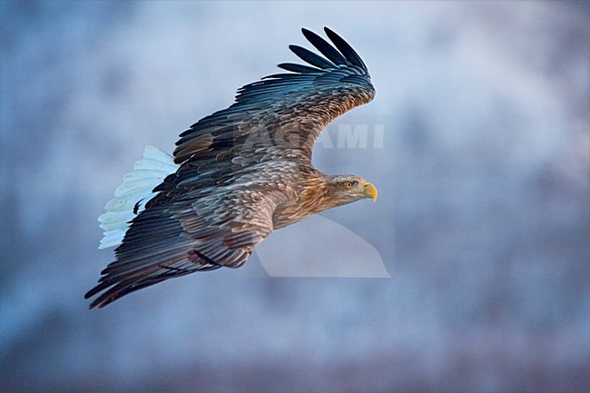 Zeearend volwassen; White-tailed Eagle adult stock-image by Agami/Marc Guyt,