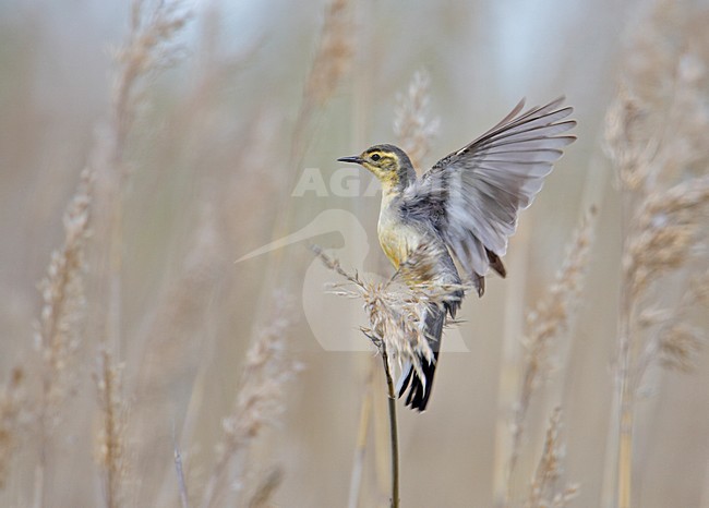 Citroenkwikstaart in riet, Citrine Wagtail in reed stock-image by Agami/Markus Varesvuo,
