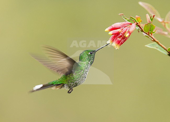 Female Rufous-vented Whitetip (Urosticte ruficrissa) drinking from a flower in flight, San Martin, Peru, South-America. stock-image by Agami/Steve Sánchez,
