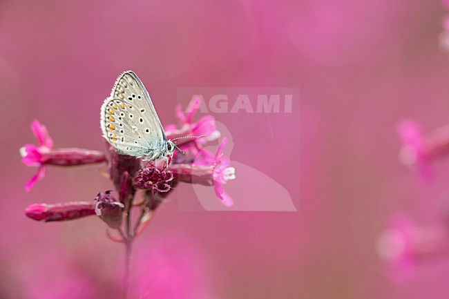 Icarusblauwtje op roze bloem, Common Blue on pink flower stock-image by Agami/Rob de Jong,