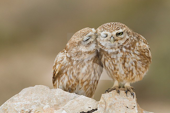 Little Owl - Steinkauz - Athene noctua saharae, Morocco, adult stock-image by Agami/Ralph Martin,