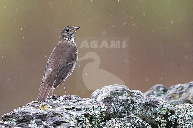 Grijswangdwerglijster, Grey-cheeked Thrush; Catharus minimus stock-image by Agami/Daniele Occhiato,