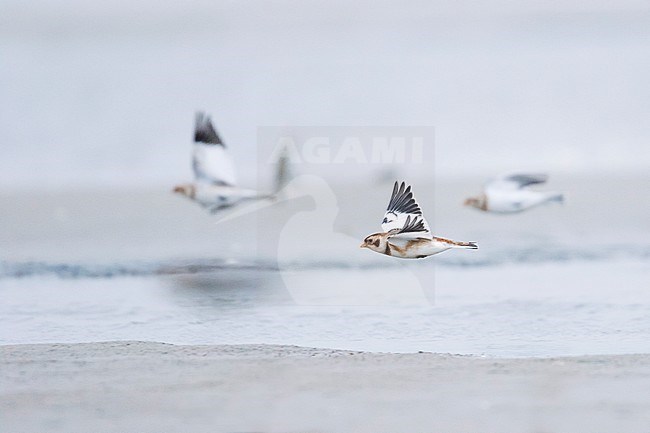 Three Snow Buntings (Plectrophenax nivalis nivalis) flying over a beach on a German Wadden Island during autumn migration. stock-image by Agami/Ralph Martin,