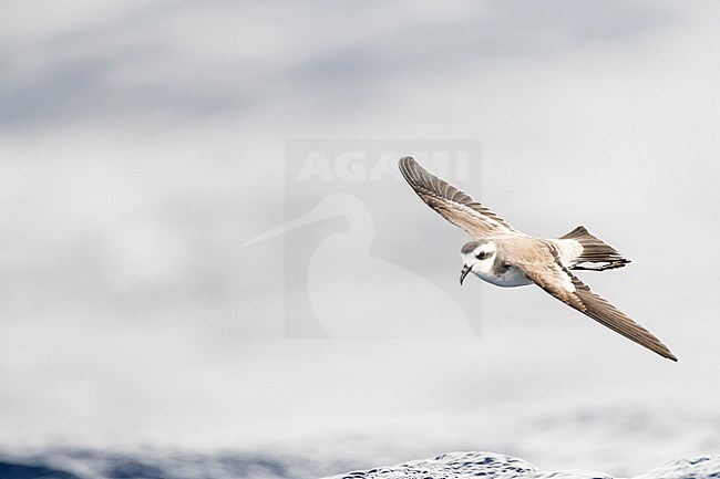 White-faced Storm-Petrel (Pelagodroma marina) foraging off Madeira islands stock-image by Agami/Marc Guyt,