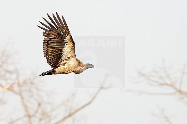 Endangered White-backed Vulture (Gyps africanus) in flight. stock-image by Agami/Dani Lopez-Velasco,