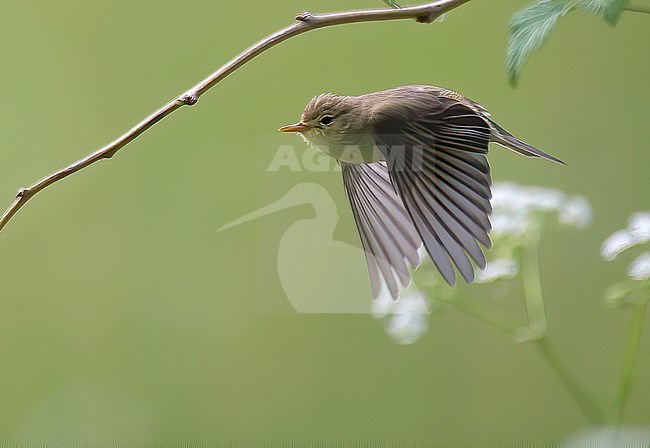 Adult Icterine Warbler (Hippolais icterina), side view of bird flying against green background with flowers and raspberry branches stock-image by Agami/Kari Eischer,