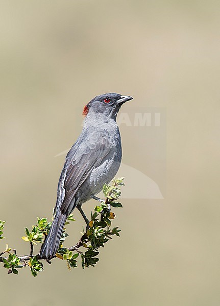 Red-crested Cotinga (Ampelion rubrocristatus) perched on top of a branch in Cusco, Peru, South-America. stock-image by Agami/Steve Sánchez,