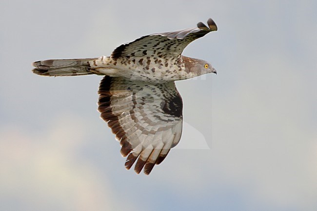 Wespendief in vlucht; European Honey Buzzard in flight stock-image by Agami/Daniele Occhiato,