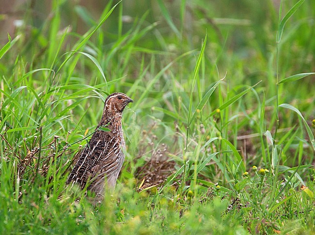 Adult Common Quail (Coturnix coturnix) in Dutch meadow. More often heard than seen with its characteristic call of 