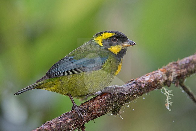 A male Gold-ringed Tanager (Bangsia aureocincta) at Tatama National Park, Pueblo Rico, Risaralda, Colombia. IUCN Status Vulnerable. stock-image by Agami/Tom Friedel,