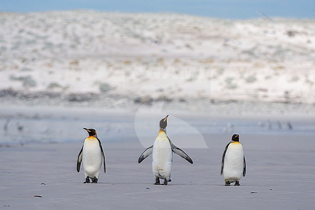 Three king penguins, Aptenodytes patagonica, walking on Volunteer Point beach. Volunteer Point, Falkland Islands stock-image by Agami/Sergio Pitamitz,