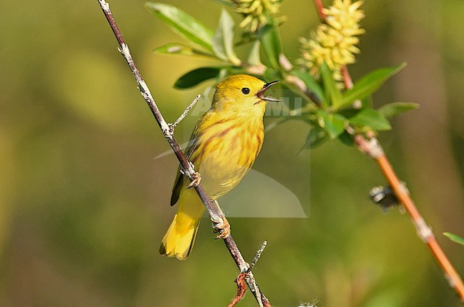 This Yellow Warbler is a beautiful bird which breeds in the northern part of the North American continent. This picture is taken in Churchill, where the arctic meets the boreal forest. stock-image by Agami/Eduard Sangster,