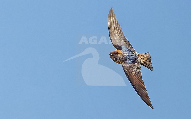  stock-image by Agami/Eduard Sangster,