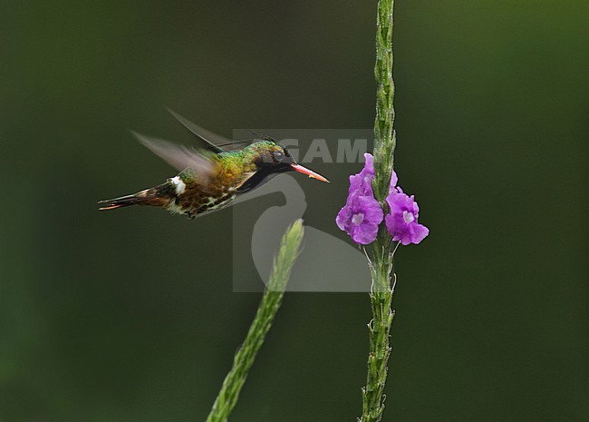 Black-crested Coquette; Lophornis helenae stock-image by Agami/Greg & Yvonne Dean,