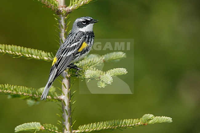 Adult male breeding
Somerset Co., ME
June 2006 stock-image by Agami/Brian E Small,