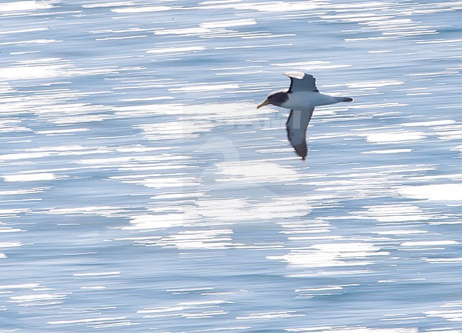 Chatham Albatross (Thalassarche eremita) in flight near its only breeding ground, the Pyramid, a large rock stack in the Chatham Islands, New Zealand.It is the smallest member of the shy albatross group. stock-image by Agami/Marc Guyt,