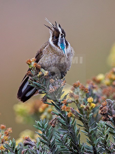 A male Green-bearded Helmetcrest (Oxypogon guerinii) at Sumapaz National Park, Colombia. stock-image by Agami/Tom Friedel,