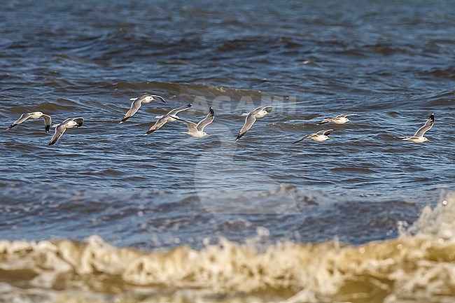 Stormmeeuw, Common Gull, Larus canus flock of adult and first summer on migration over sea surf stock-image by Agami/Menno van Duijn,