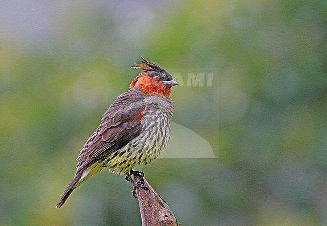 Chestnut-crested Cotinga (Ampelion rufaxilla) a species of subtropical or tropical moist montane forests of the Andes. stock-image by Agami/Pete Morris,