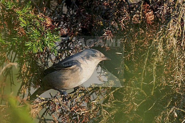 Juveniele Sperwergrasmus, Barred Warbler juvenile stock-image by Agami/Markus Varesvuo,