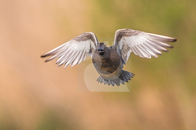 Flying male Garganey (Anas querquedula) during spring migration in Italy. stock-image by Agami/Daniele Occhiato,