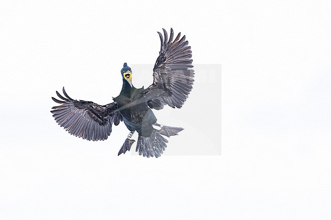  stock-image by Agami/Menno van Duijn,