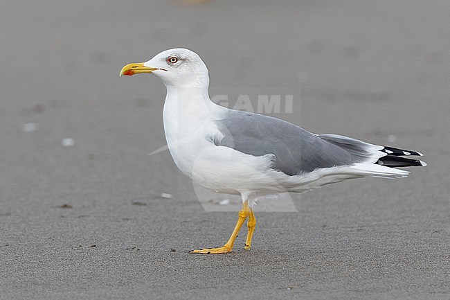 Yellow-legged Gull (Larus michahellis), side view of an adult standing on a beach, Campania, Italy stock-image by Agami/Saverio Gatto,