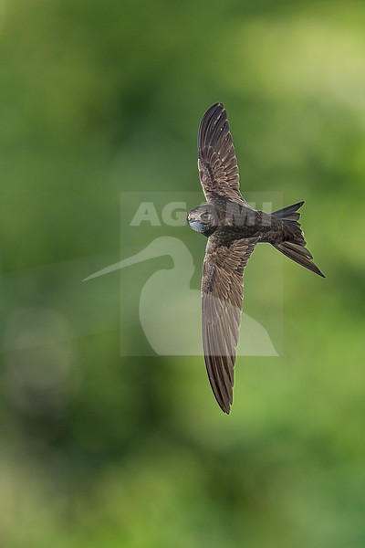 Common Swift (Apus apus) flying agains green background in Bulgaria. stock-image by Agami/Marcel Burkhardt,