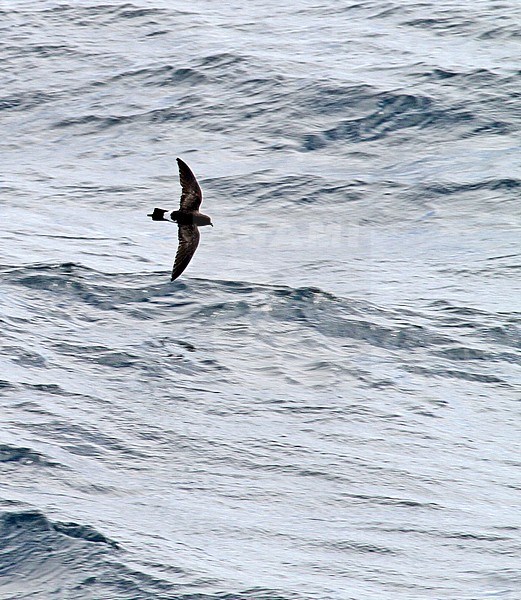New Zealand Storm Petrel (Fregetta maoriana), a critically endangered seabird species endemic to New Zealand. stock-image by Agami/Pete Morris,