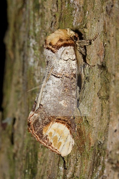 Wapendrager; Buff-tip stock-image by Agami/Arnold Meijer,