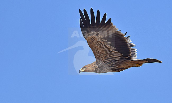  stock-image by Agami/Eduard Sangster,