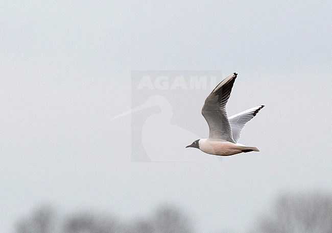 Adult Black-headed gull (Chroicocephalus ridibundus) in uncommon pinkish breeding plumage. This color is due to the consumption of shrimps and probably deliver these individuals an atractive position during mate selection stock-image by Agami/Edwin Winkel,