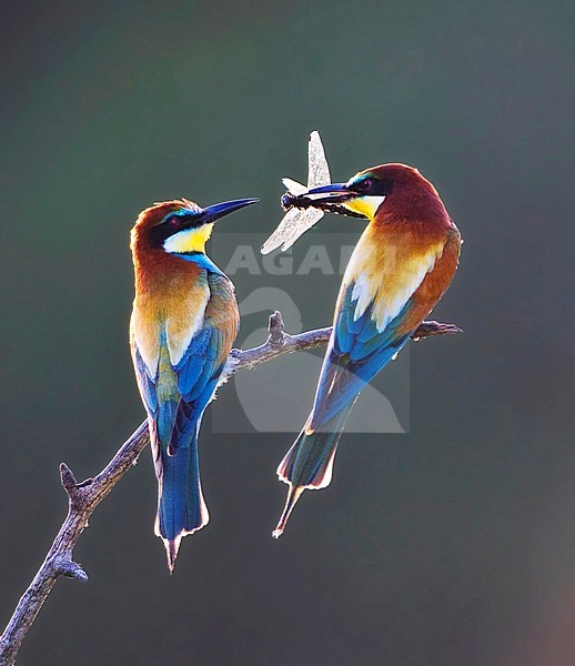 Pair of European Bee-eater (Merops apiaster). Perched on a branch, male giving female bridal gift before copulation. stock-image by Agami/Marc Guyt,