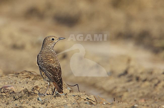 Onvolwassen vrouwtje Rode Rotslijster; Immature female Rufous-tailed Rock Thrush stock-image by Agami/Markus Varesvuo,