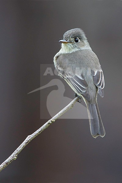 Cuban Pewee (Bahamas), Contopus caribaeus bahamensis stock-image by Agami/Dubi Shapiro,