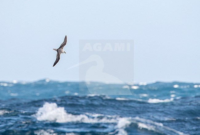 White-headed petrel (Pterodroma lessonii) flying above the southern pacific ocean near New Zealand during a windy day. stock-image by Agami/Marc Guyt,
