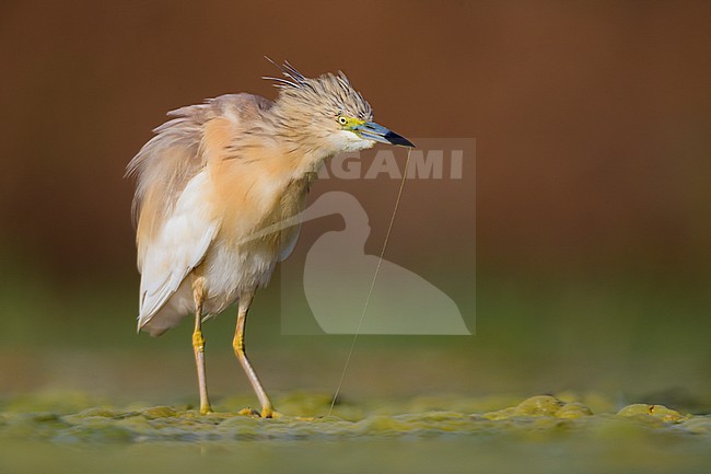 Squacco Heron (Ardeola ralloides), adult shaking its body stock-image by Agami/Saverio Gatto,