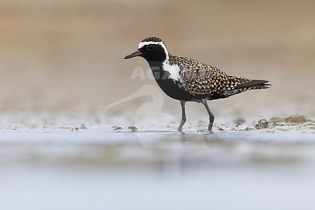 Adult Pacific Golden Plover, Pluvialis fulva, in Italy. stock-image by Agami/Daniele Occhiato,
