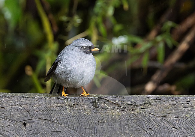 Black-faced Solitaire (Myadestes melanops) male perched on a fench stock-image by Agami/Roy de Haas,