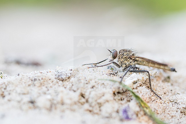 Philonicus albiceps - Sand-Raubfliege, Germany (Hamburg), imago, male stock-image by Agami/Ralph Martin,