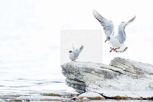 Brown-headed Gull (Larus brunnicephalus) Tajikistan, 1st summer in flight stock-image by Agami/Ralph Martin,