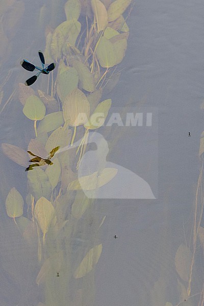 Male Banded Demoiselle stock-image by Agami/Wil Leurs,