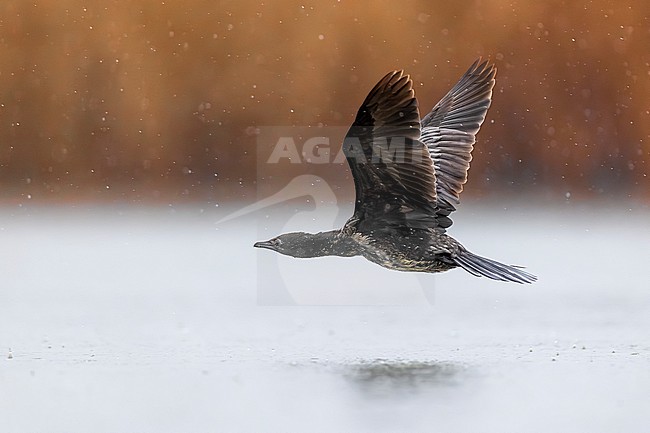 Pygmy Cormorant, Microcarbo pygmeus, in Italy. stock-image by Agami/Daniele Occhiato,