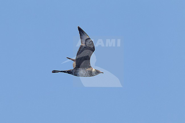 Adult Pomarine Skua (Stercorarius pomarinus) in flight over the sea at Banco de la Concepcion, off Lanzarote Island. stock-image by Agami/David Monticelli,