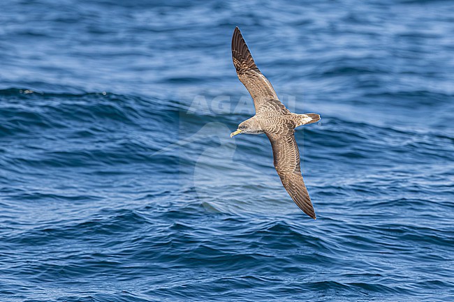  stock-image by Agami/Menno van Duijn,